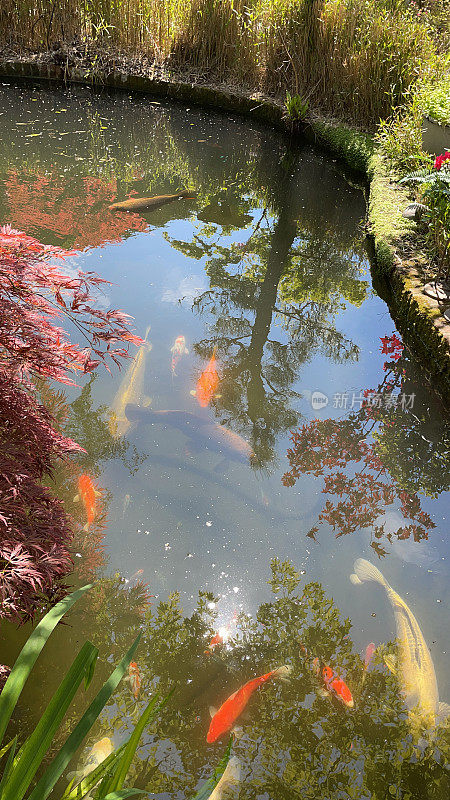 大型锦鲤鱼喂养和游泳在锦鲤池过滤水，景观禅宗日本花园与枫/槭树，灯笼，竹子和砖边缘池塘的水特征